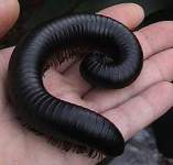 af giant 1.jpg