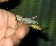 zonocera.elegans 1