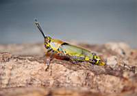 zonocera.elegans 1 3.jpg