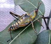 zonocera.elegans 2.jpg